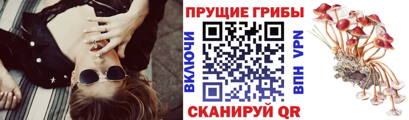 Псилоцибиновые грибы GOLDEN TEACHER  наркотики  Чадан 